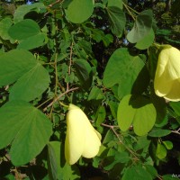 Bauhinia tomentosa L.